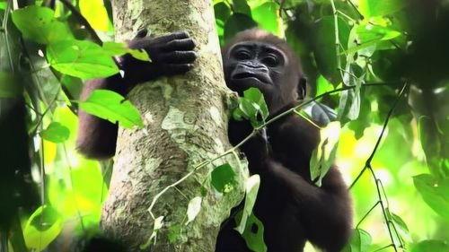 动物的秘密生活 第一季,第一季深度探秘 第2张 动物的秘密生活 第一季,第一季深度探秘 第2张